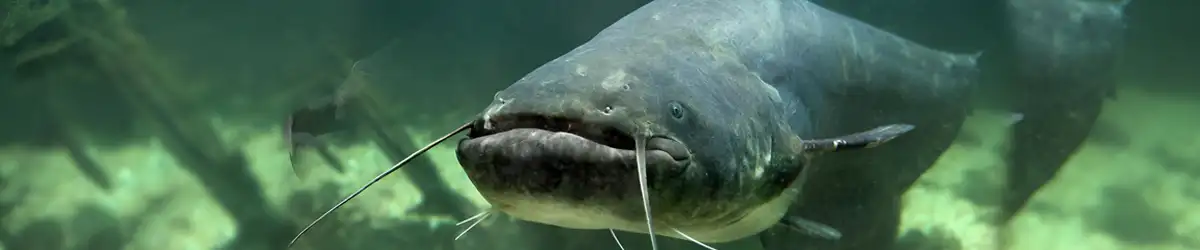Catfish Farming